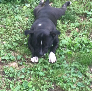 Meet your Posher, Mister